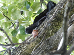 Corvus brachyrhynchos
