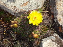 Parodia linkii