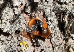 Mesembrina decipiens