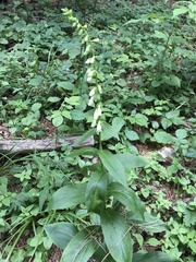 Digitalis lutea