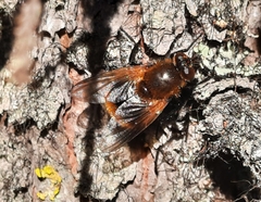Mesembrina decipiens
