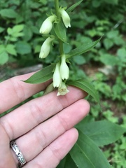 Digitalis lutea