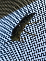 Stictia