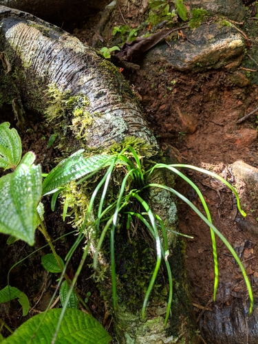 Haplopteris ensiformis image