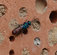 Chrysura austriaca