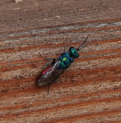 Chrysura austriaca
