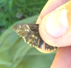 Muschampia floccifera