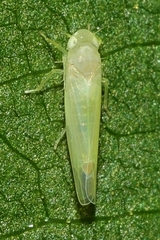 Alebra albostriella