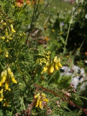 Astragalus penduliflorus