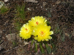 Parodia linkii