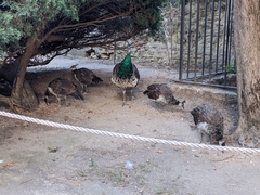 Pavo cristatus