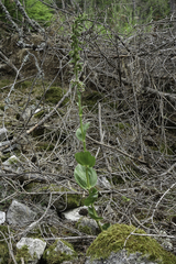 Epipactis helleborine orbicularis