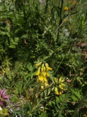 Astragalus penduliflorus
