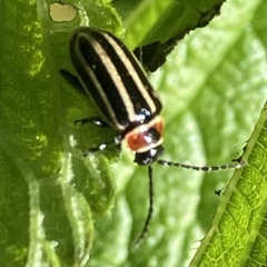 Disonycha pensylvanica