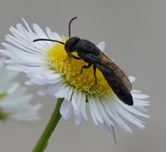 Sapygina