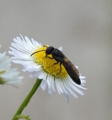 Sapygina