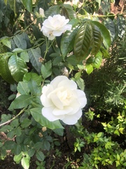 Rosa