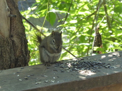 Tamiasciurus hudsonicus