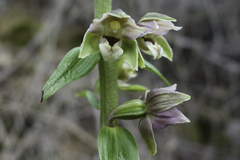 Epipactis helleborine orbicularis