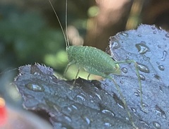 Tettigoniidae