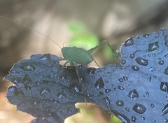 Tettigoniidae