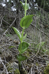 Epipactis helleborine orbicularis