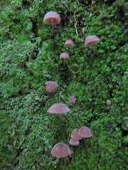 Mycena haematopus