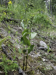 Epipactis helleborine orbicularis