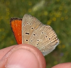Lycaena hippothoe eurydame