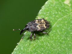 Glyptobaris lecontei