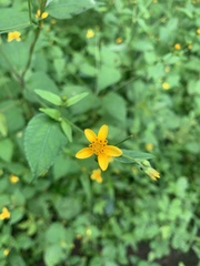 Sclerocarpus divaricatus
