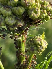 Metopeurum fuscoviride