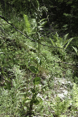 Epipactis helleborine orbicularis