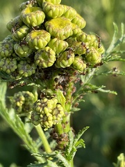 Metopeurum fuscoviride