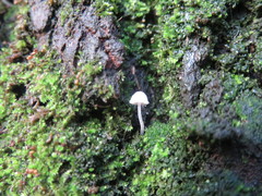 Mycena haematopus