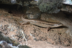 Heremites auratus transcaucasicus
