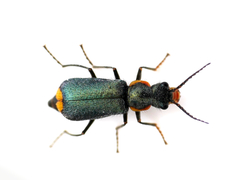 Clanoptilus marginellus