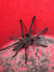 Selenocosmia