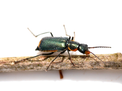 Clanoptilus marginellus