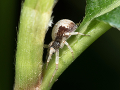 Philodromus marxi