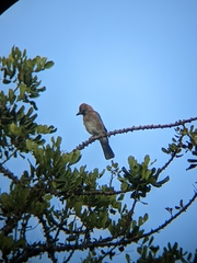 Garrulus glandarius
