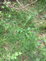 Poa nemoralis