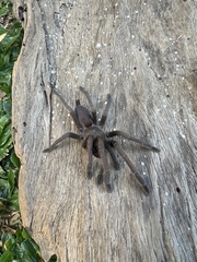 Selenocosmia