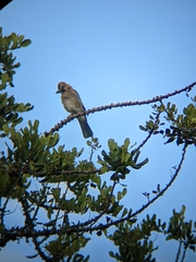 Garrulus glandarius