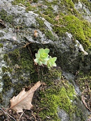 Hylotelephium telephioides