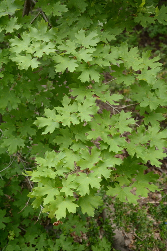 Acer grandidentatum