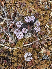Cardamine purpurea