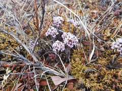 Cardamine purpurea