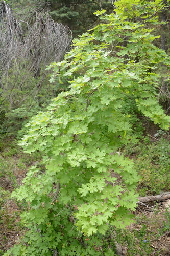 Acer grandidentatum