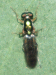 Merosargus caeruleifrons
